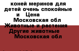 2 коней меринов для детей очень спокойные и › Цена ­ 50-80 - Московская обл. Животные и растения » Другие животные   . Московская обл.